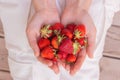Fresh strawberries collected in the garden in the hands of