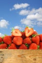 Fresh strawberries and a cut one Royalty Free Stock Photo