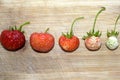 Fresh strawberries of different sizes are laid horizontally in a row. Singling out one from the crowd. Red and white strawberries Royalty Free Stock Photo