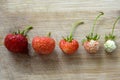 Fresh strawberries of different sizes lie in a row. Singling out one from the crowd. Red and white strawberries. Collecting Royalty Free Stock Photo