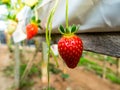 Fresh Strawberries direct from the tree