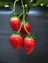 Fresh strawberries in the farm hang in the air with leaf