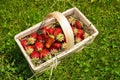 Fresh strawberries from field in a basket