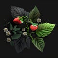 Fresh strawberries, fruits, flowers and leaves close-up on a black background, for advertising, packaging design Royalty Free Stock Photo