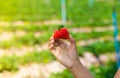 Fresh strawberries in the garden.