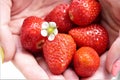 Fresh strawberries in girls hand background