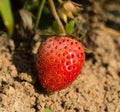 Fresh strawberries on the ground,