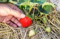 Fresh strawberries growing on the vine. Royalty Free Stock Photo