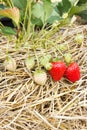 Fresh strawberries growing on the vine. Royalty Free Stock Photo