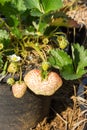 Fresh strawberries growing on the vine. Royalty Free Stock Photo