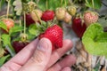 Fresh strawberries handpicked from a strawberry farm Tak ,Thailand. Royalty Free Stock Photo