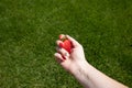 Fresh strawberries in the hands of a child