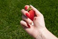 Fresh strawberries in the hands of a child