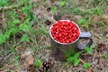 Fresh strawberries in a large chrome mug on the background of green leaves in the forest. Collecting wild berries Royalty Free Stock Photo