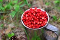 Fresh strawberries in a large chrome mug on the background of green leaves in the forest. Collecting wild berries -  Image Royalty Free Stock Photo