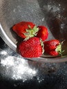 Fresh strawberries in a large metal sieve. with powdered icing sugar on a dark background. Royalty Free Stock Photo