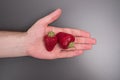 Fresh strawberries with leaves. Juicy, natural strawberries. Strawberry on a man`s hand. Royalty Free Stock Photo