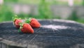 Fresh strawberries lies on oak stump, side view, banner 16x9 format with copy space for text