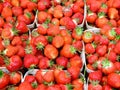 Fresh strawberries macro Royalty Free Stock Photo