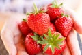 Fresh strawberries picked from a strawberry farm Royalty Free Stock Photo