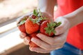 Fresh strawberries picked from a strawberry farm Royalty Free Stock Photo