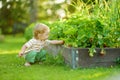 Fresh strawberries ripening on bushes at organic strawberry farm. Cute toddler boy harvesting fruits and berries at home garden