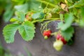 Fresh strawberries ripening on bushes at organic strawberry farm. Harvesting fruits and berries at home garden