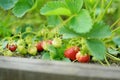 Fresh strawberries ripening on bushes at organic strawberry farm. Harvesting fruits and berries at home garden