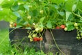 Fresh strawberries ripening on bushes at organic strawberry farm. Harvesting fruits and berries at home garden