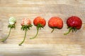 Fresh strawberries are in a row. Singling out one from the crowd. Red and white strawberries. Collecting berries. Background with Royalty Free Stock Photo