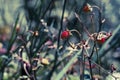 Fresh strawberries in vintage filter blue light