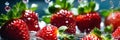 Fresh strawberries with water drops on a dark background. Selective focus Royalty Free Stock Photo