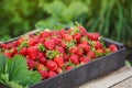 Fresh strawberries in wooden box in a field. Crate of freshly picked strawberries Royalty Free Stock Photo