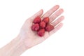 Fresh strawberries in a young woman`s hand isolated