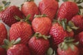 Fresh strawberry background. Close up view of red ripe strawberries. Royalty Free Stock Photo