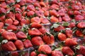 Fresh strawberry baskets