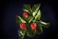 Fresh strawberry on black backgrownd Royalty Free Stock Photo
