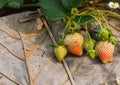 Fresh strawberry bush on dried leave with the morning light Royalty Free Stock Photo