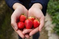 Fresh strawberry in cupped hand Royalty Free Stock Photo