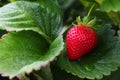 Fresh Strawberry Fruit On Lush Green Leaves (Fragaria x ananassa)