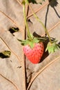 Fresh strawberry Royalty Free Stock Photo