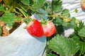 Fresh strawberry with green leaves in farm at Chiangmai, Thailand. Royalty Free Stock Photo