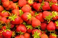 Fresh strawberry group wallpaper