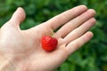 Fresh strawberry in hand Royalty Free Stock Photo