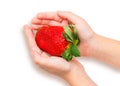 Fresh strawberry in hands. Kid hand holding a huge strawberries. Organic strawberry with green leaf. Royalty Free Stock Photo