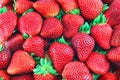 Fresh strawberry harvest background