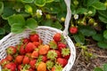 Fresh strawberry harvest in basket.