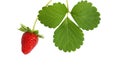 Fresh strawberry with leaf isolated on white background Royalty Free Stock Photo