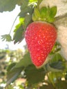 The fresh strawberry photo directly from the strawberry farm