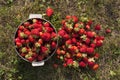 Fresh strawberry photo